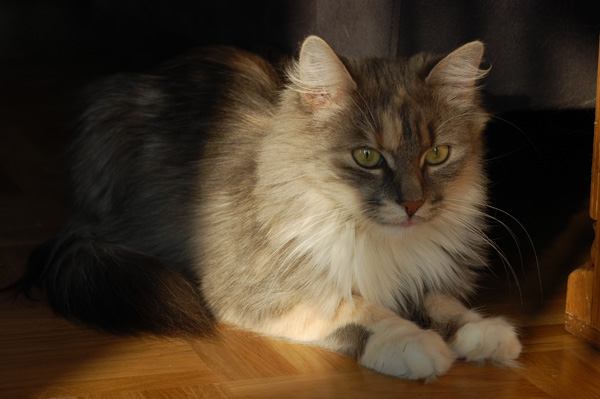 ein Fleckchen Sonne.jpg